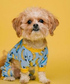 Pet Backpack Carrier - Image 9
